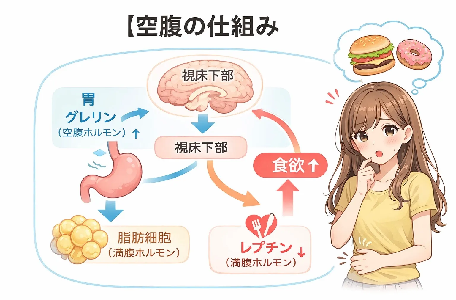 空腹とダイエットの関係