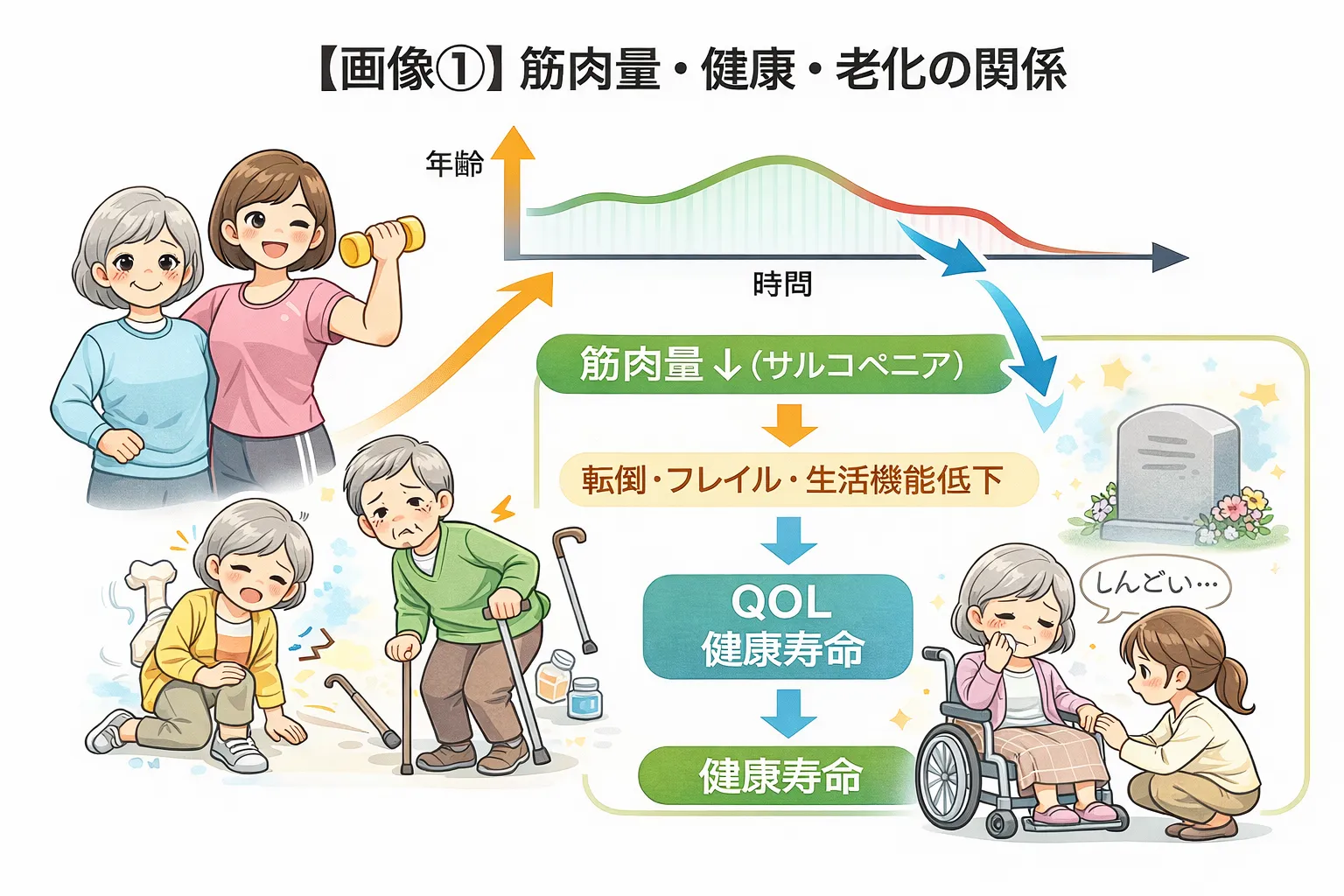 筋肉量が多いほど老化は予防できる