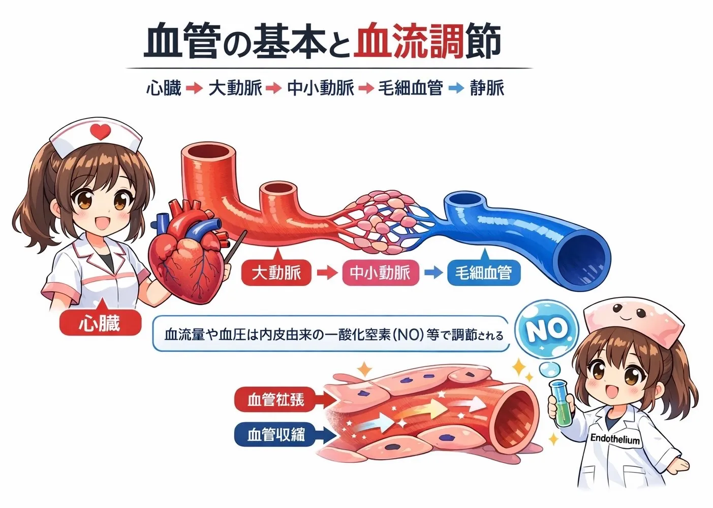 筋肉・筋トレと血管の関係