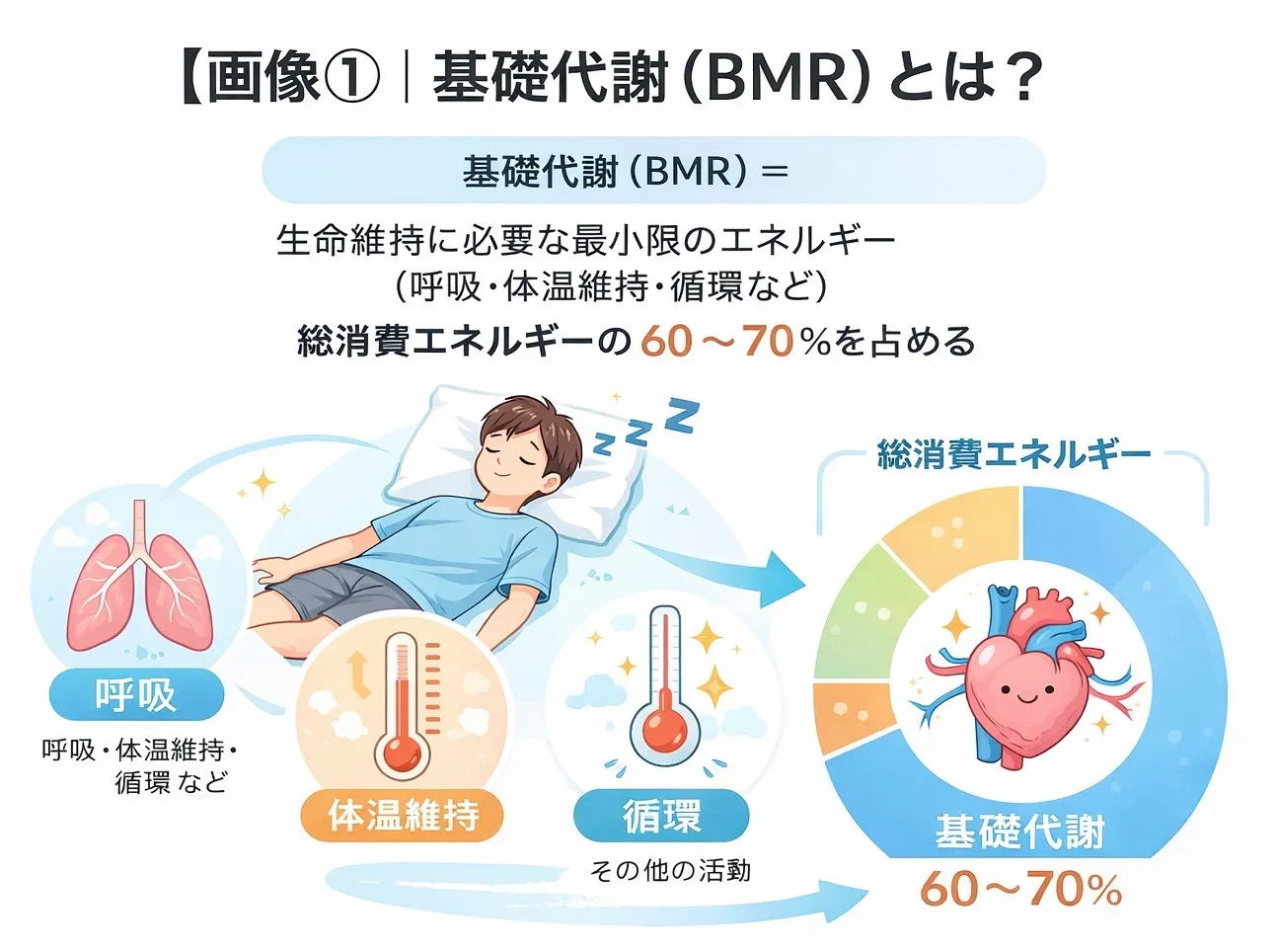 筋トレ・筋肉量と基礎代謝の関係