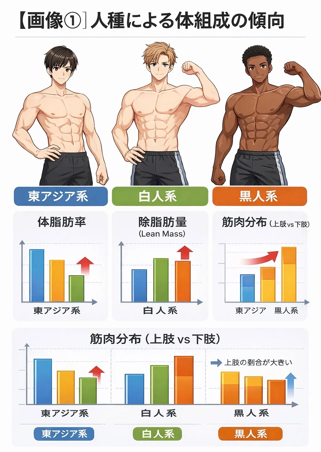 人種による筋肉の付きやすさはあるのか？