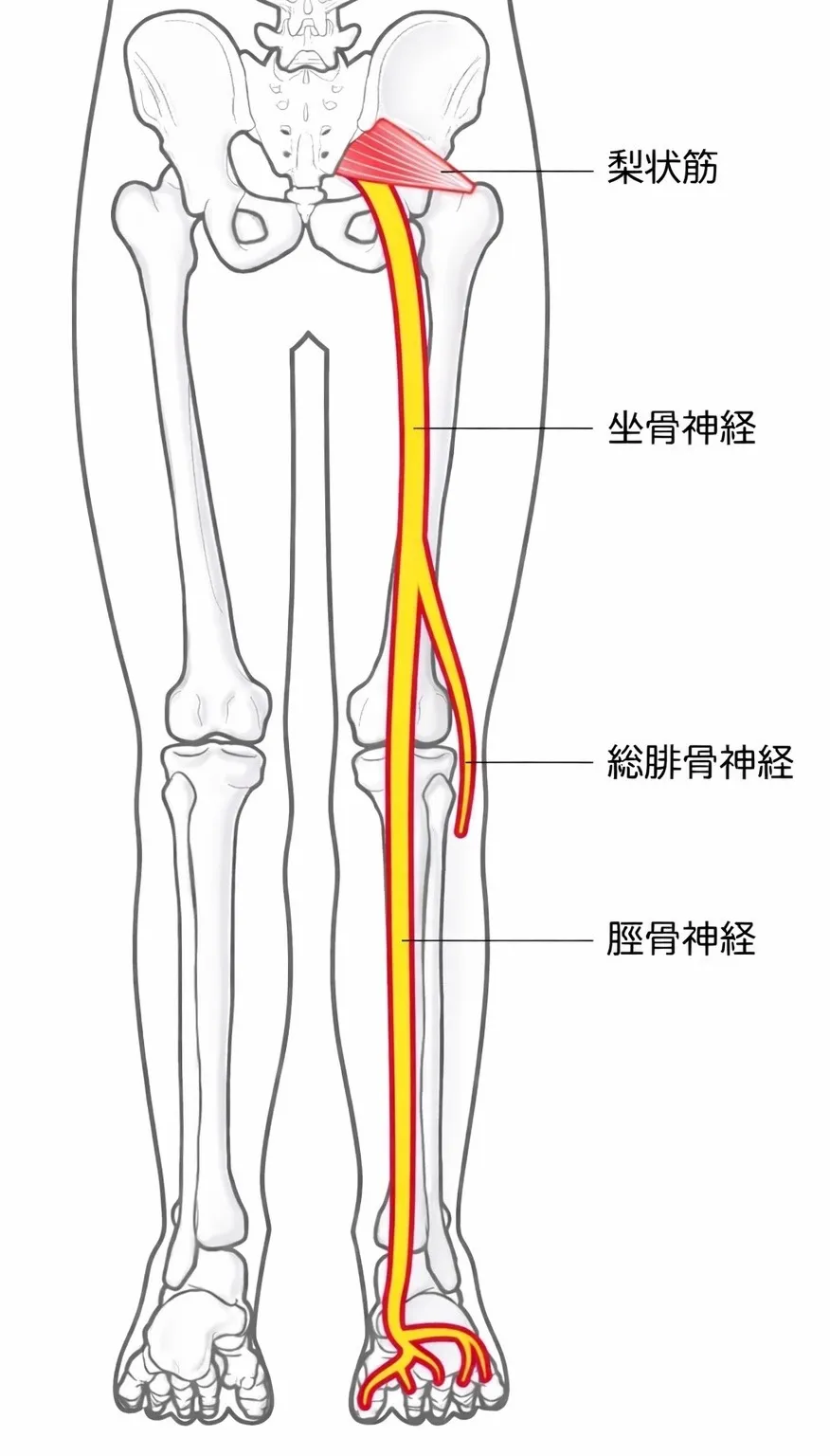 坐骨神経に対する運動療法