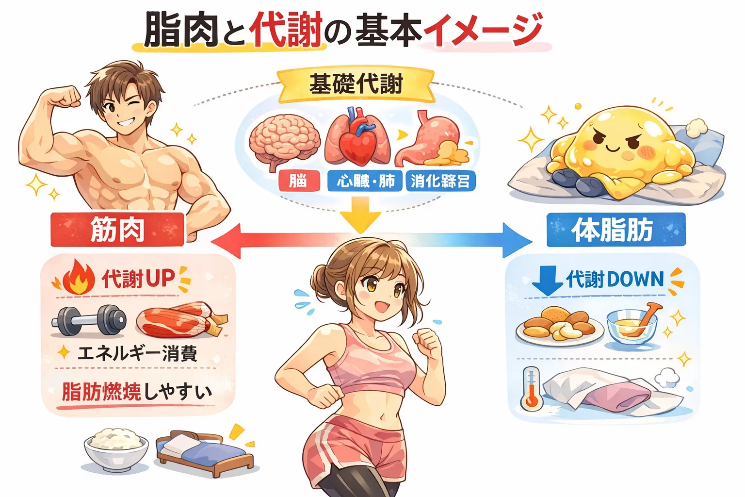 筋肉があると太りにくくなる理由