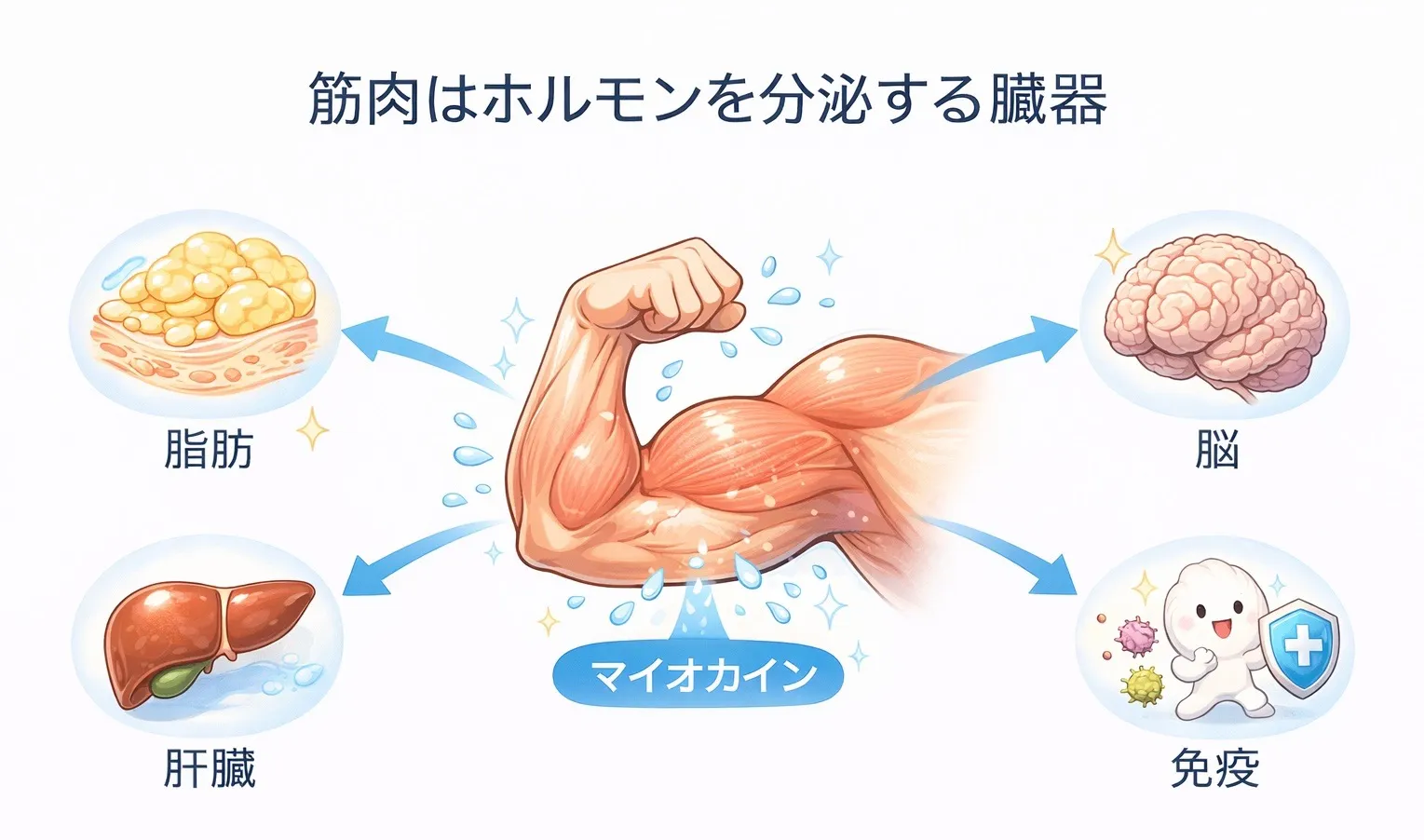 筋トレで分泌される「ホルモン」の力とは?