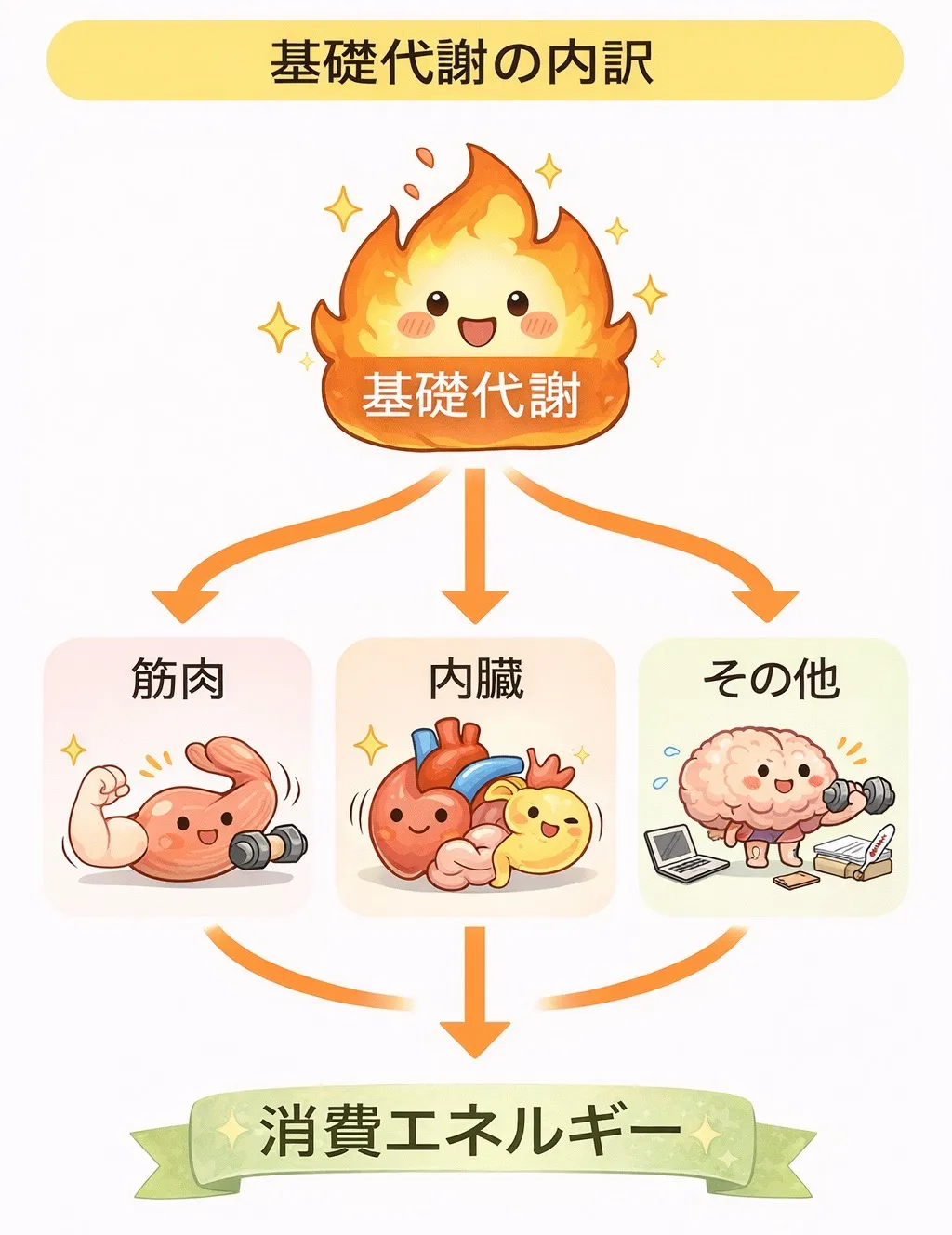 筋肉と基礎代謝の関係とは?