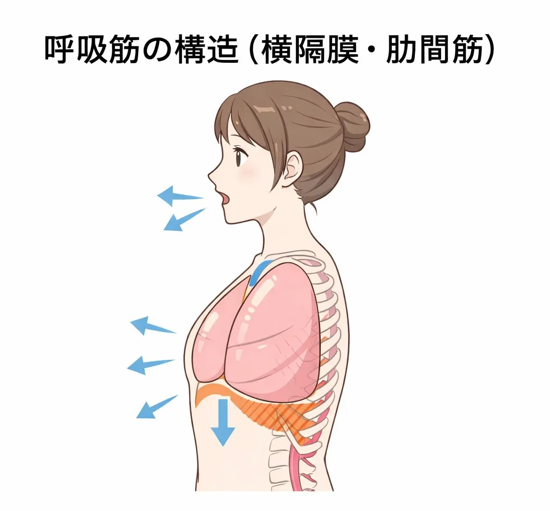 呼吸筋とは?