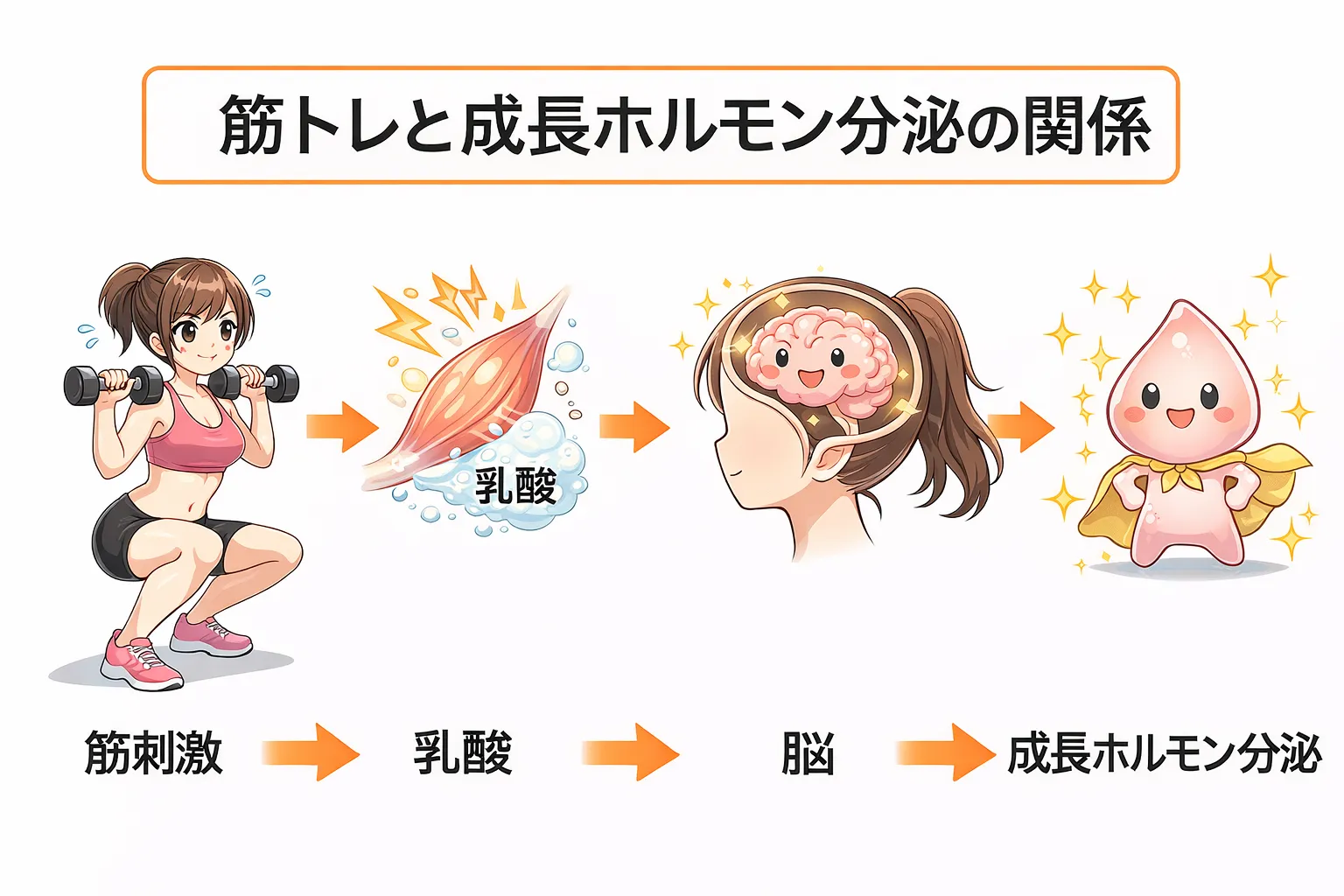 筋肉による成長ホルモン分泌促進