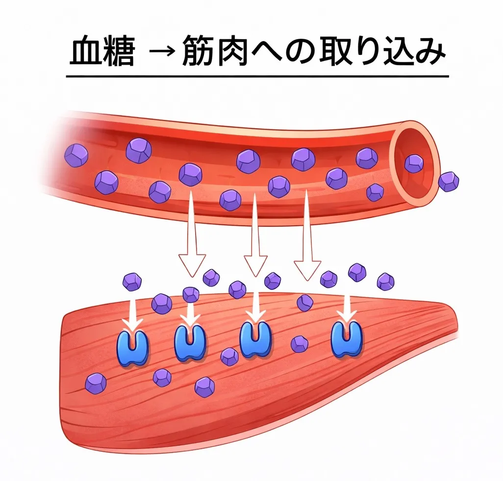 なぜ糖尿病治療に運動が必須なのか？