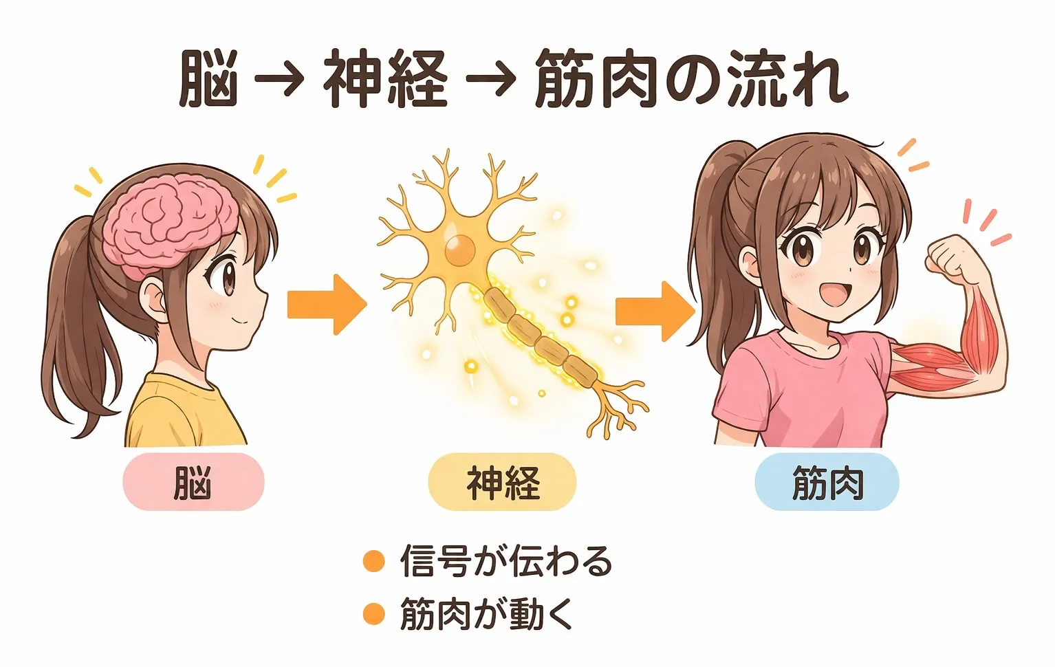 神経筋再教育とは?