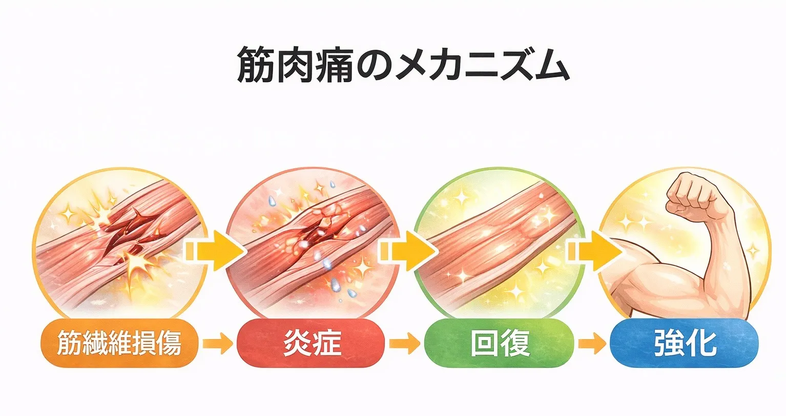 部位ごとの筋肉痛回復期間
