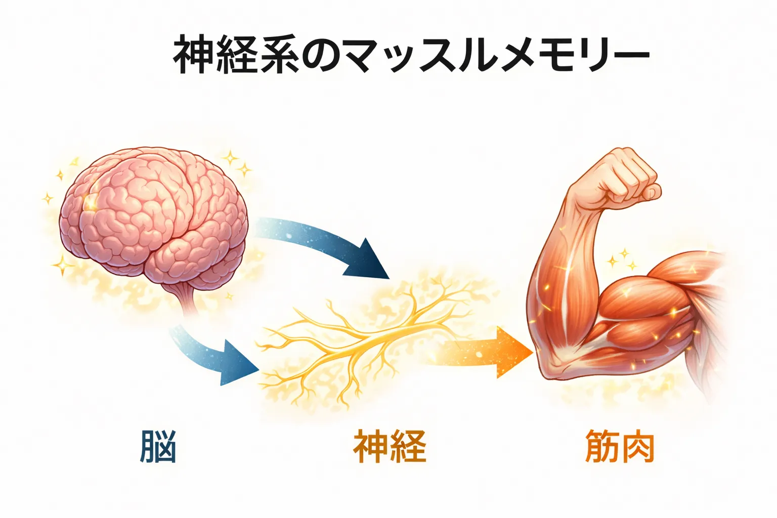 マッスルメモリーとは？