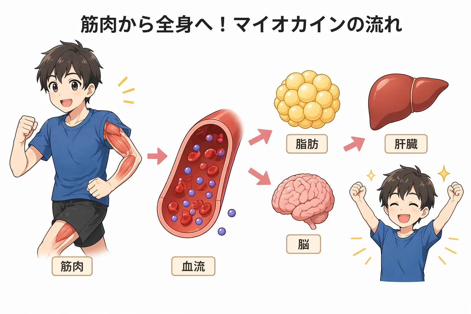 マイオカインとは？