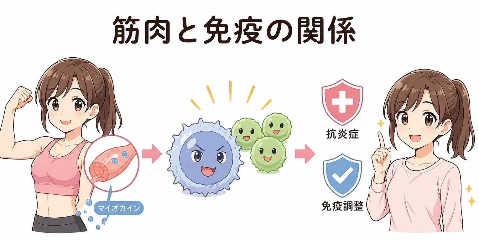 筋肉量と免疫の関係とは？
