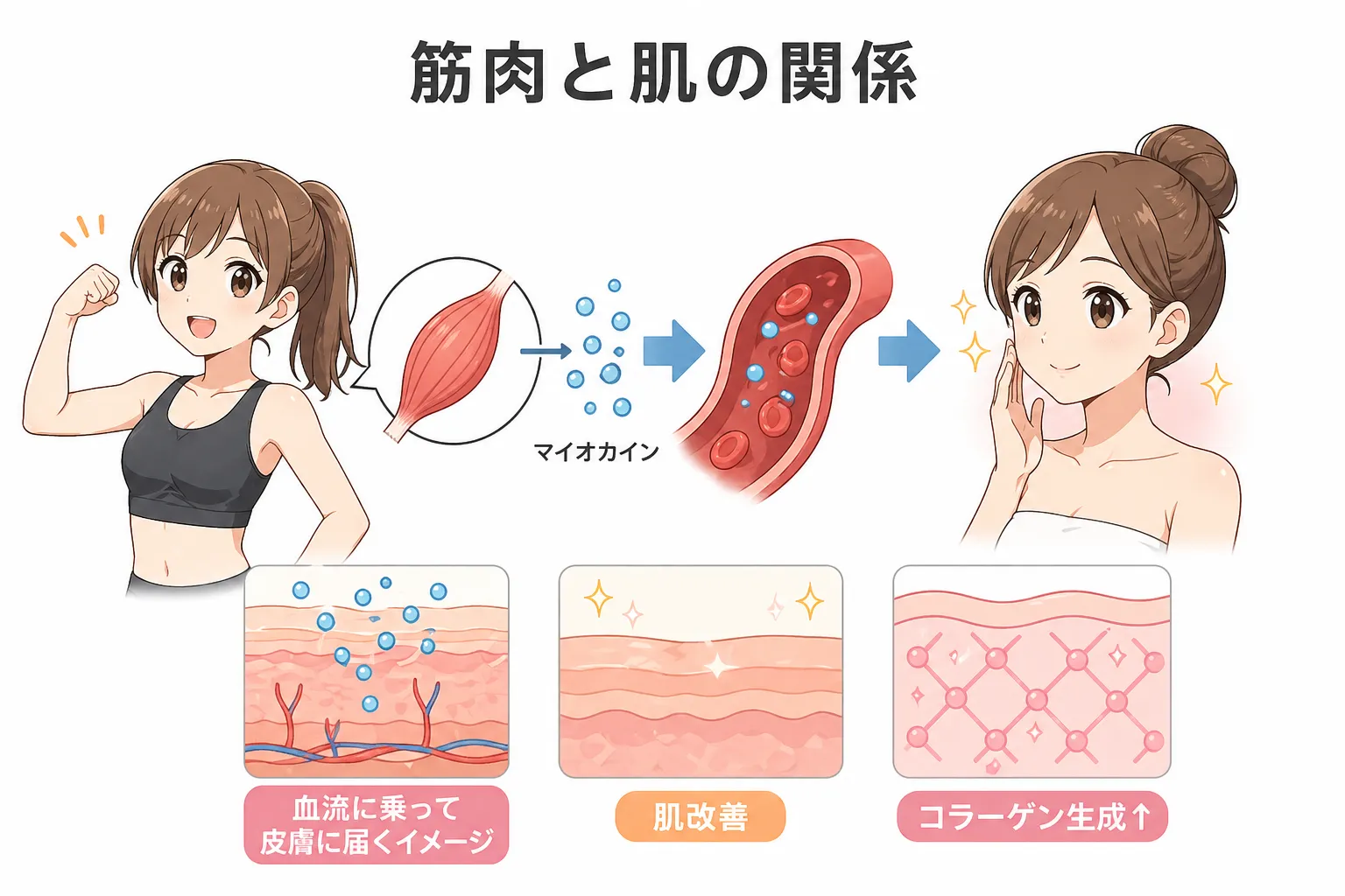 筋トレによる真皮層の増加とは？