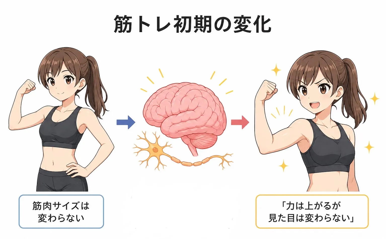 いつ頃から筋肉は付くのか？