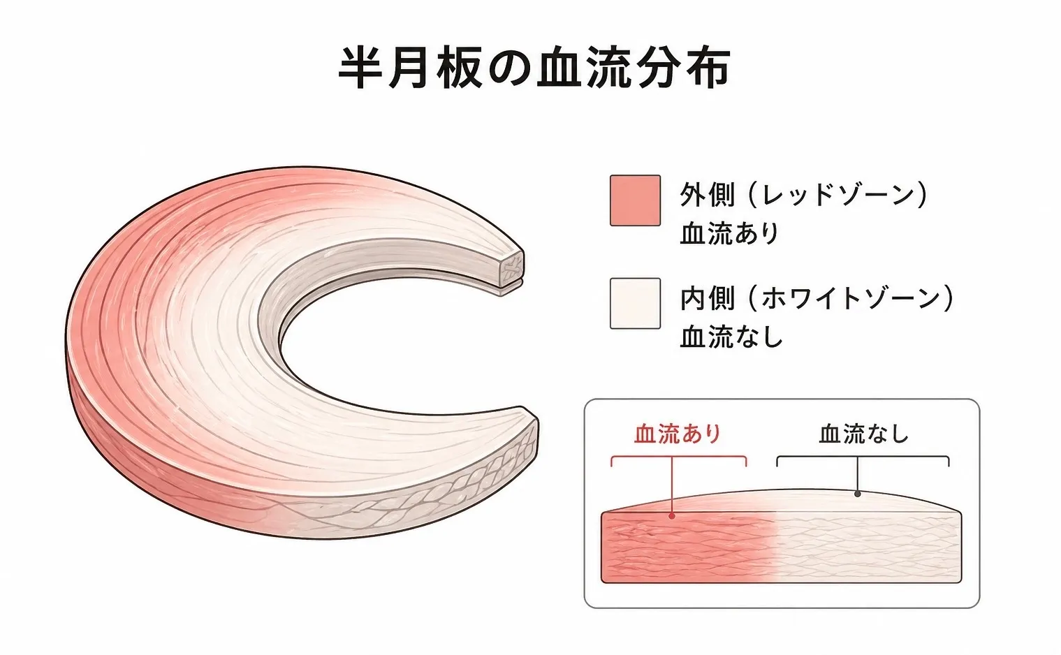 半月板は治らない？