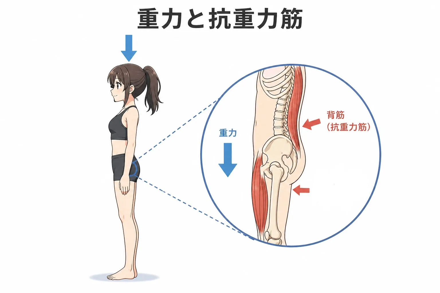 筋肉だけが重力に勝てる！