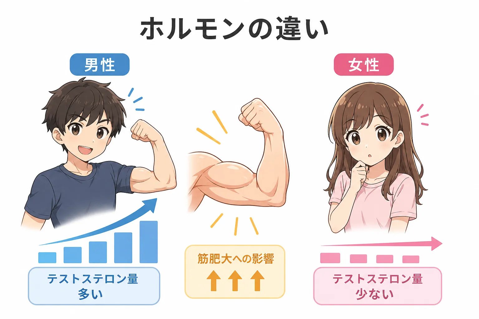 女性は筋肉付きづらい？