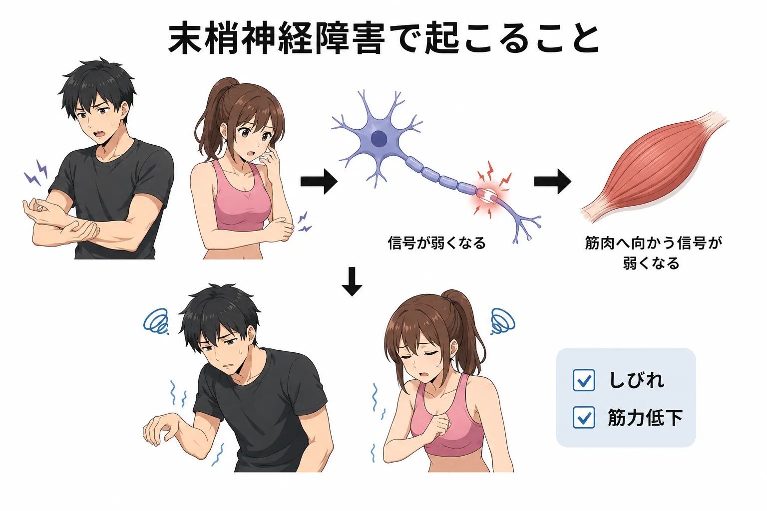 末梢神経障害に対する筋トレの効果