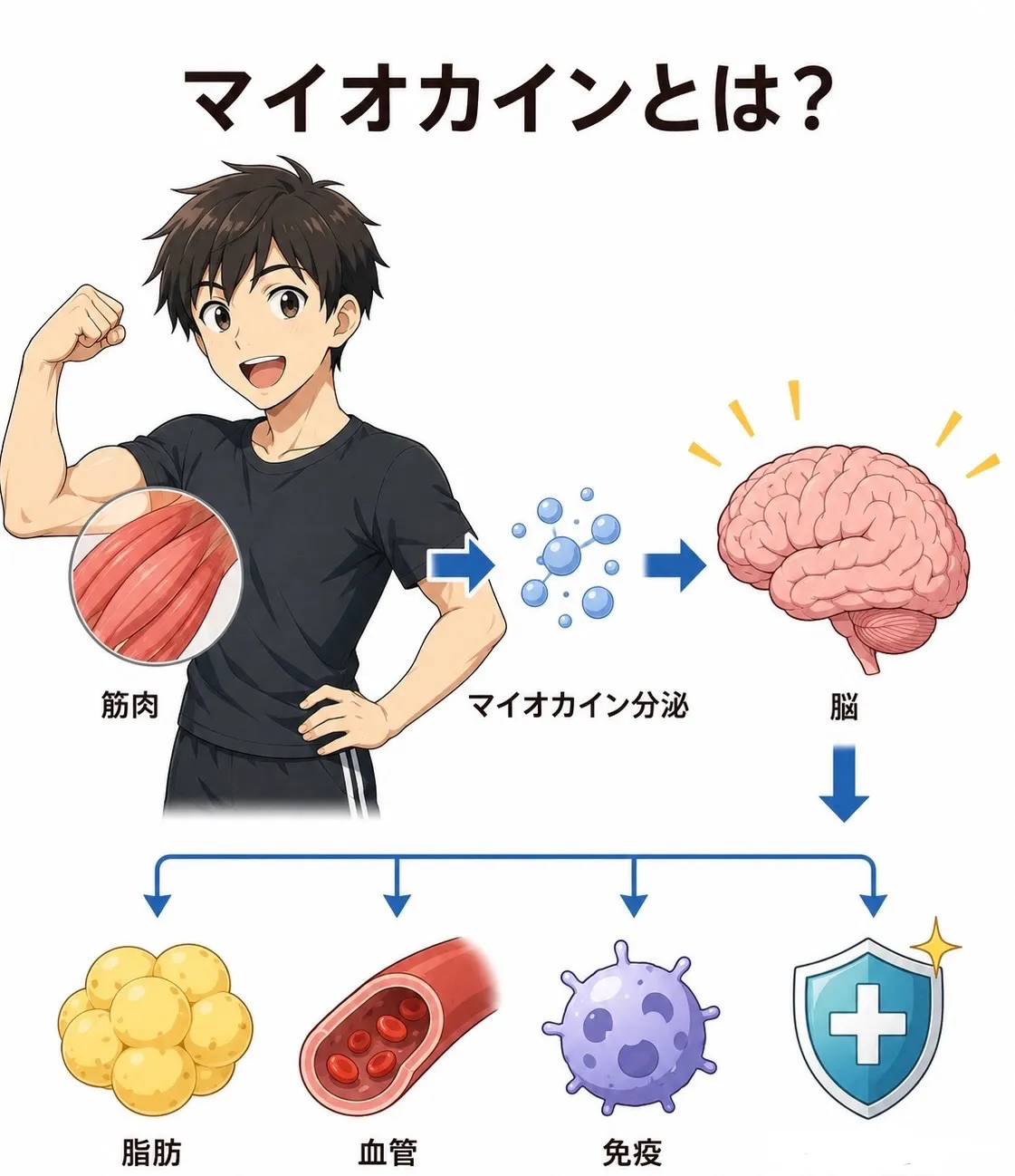 マイオカインとは？若返りの秘訣