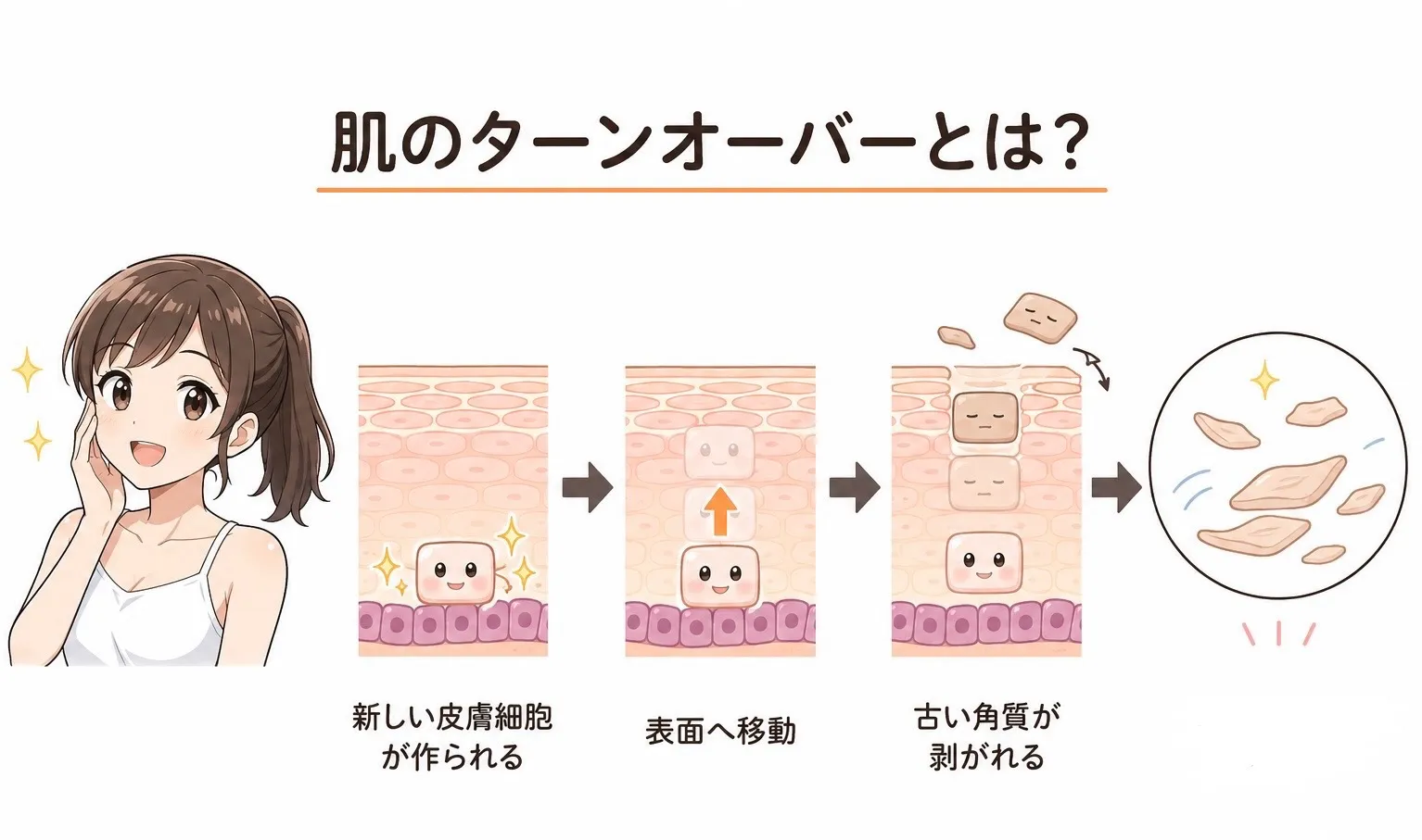 筋肉と肌のターンオーバーの関係