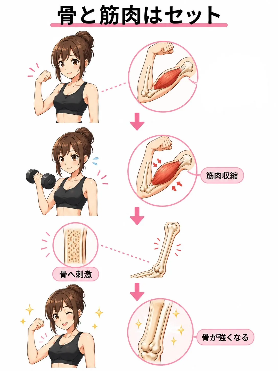 骨脆弱性と筋肉の関係